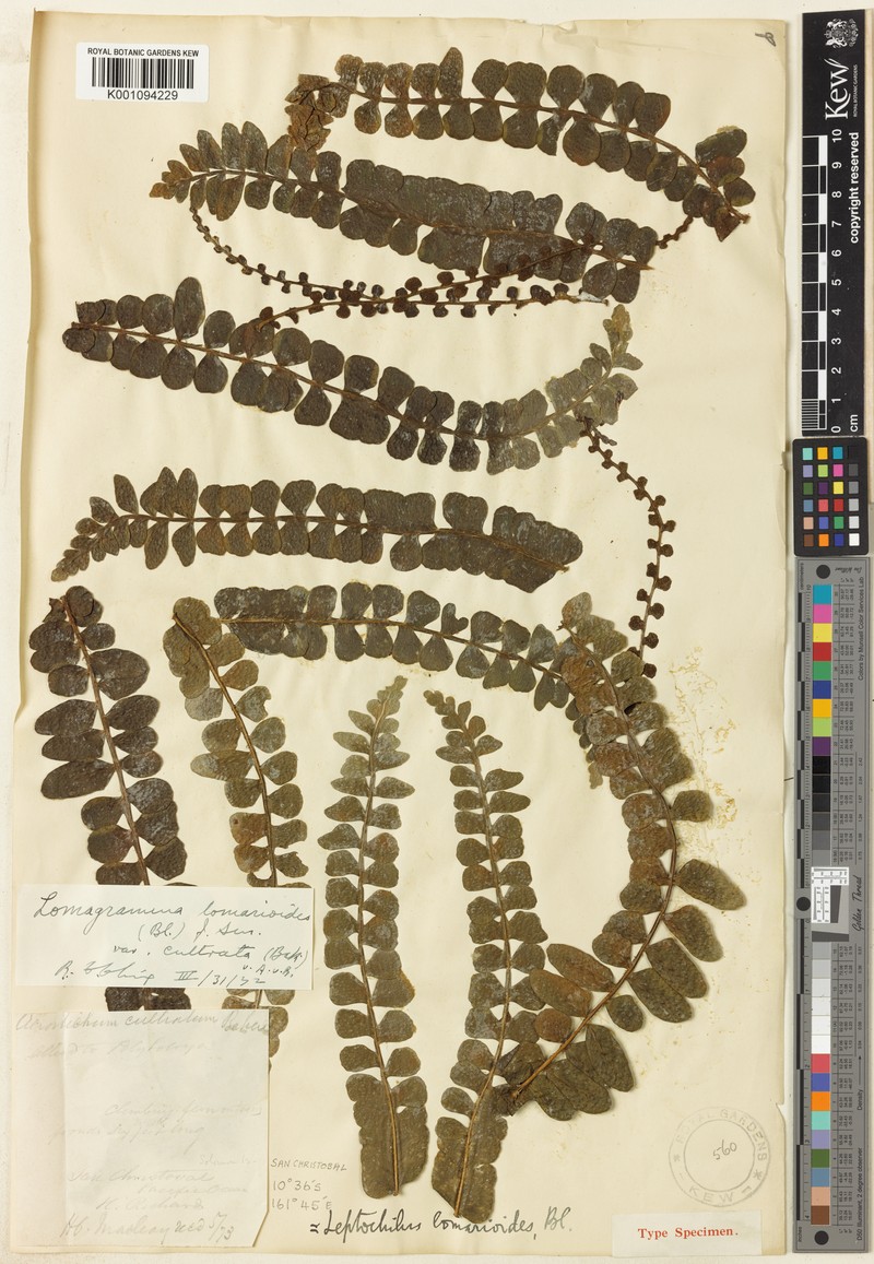 Lomagramma cultrata