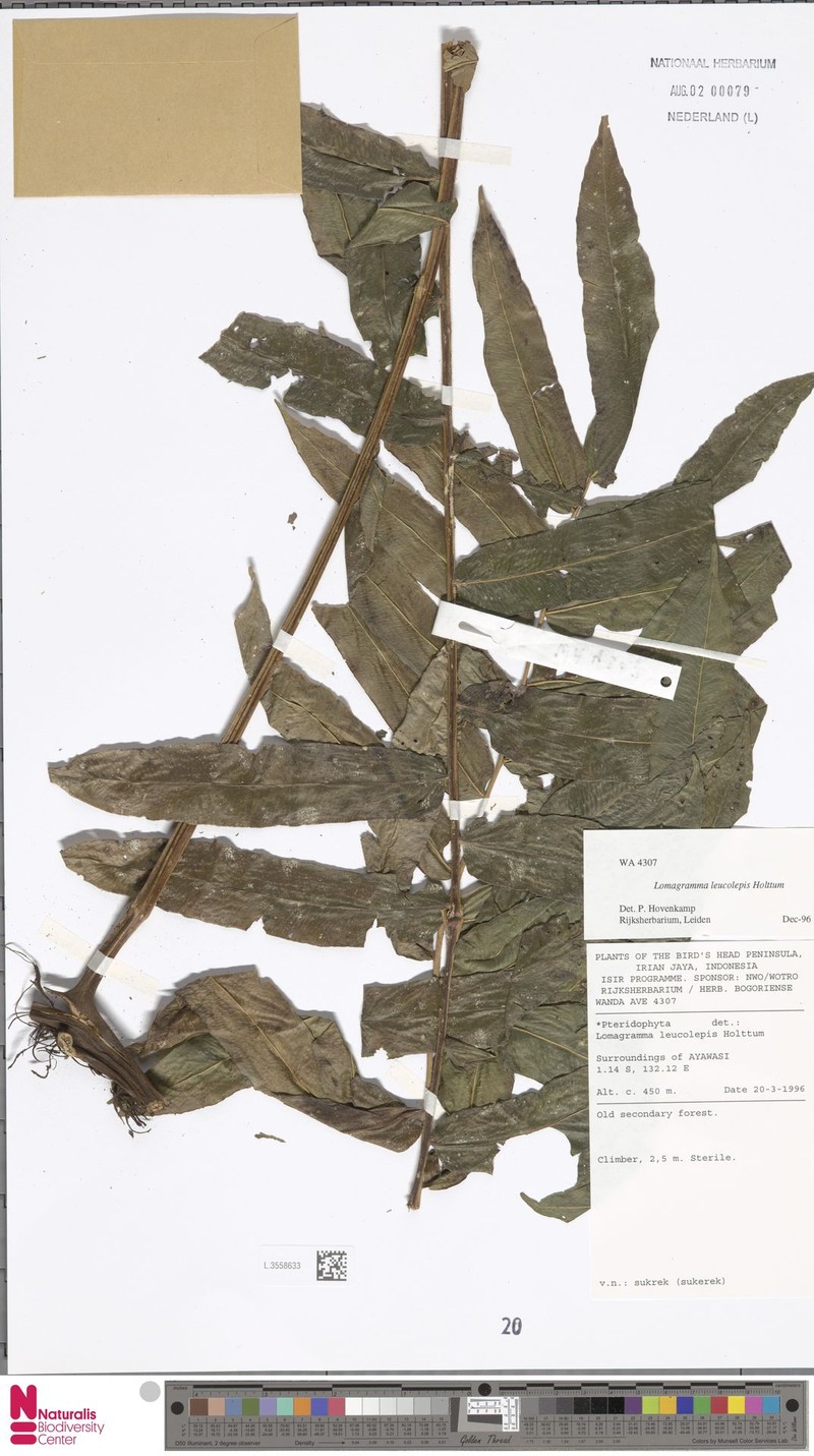 Lomagramma leucolepis