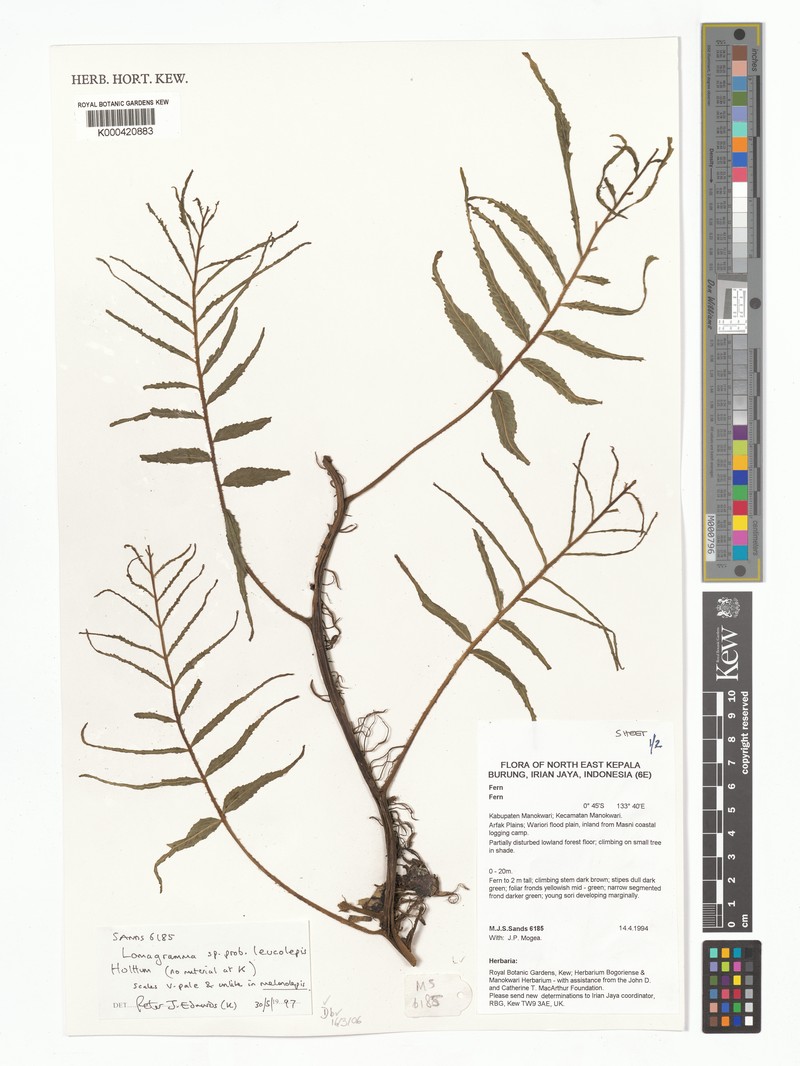 Lomagramma leucolepis photo 2