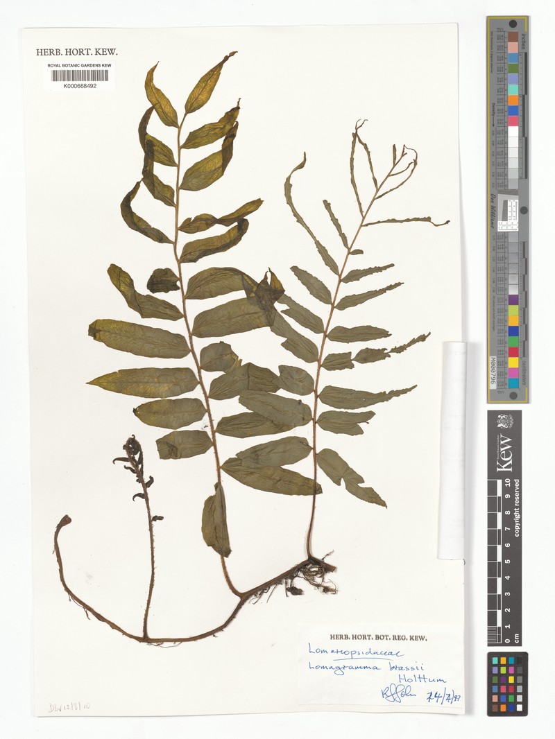Lomagramma leucolepis photo 3