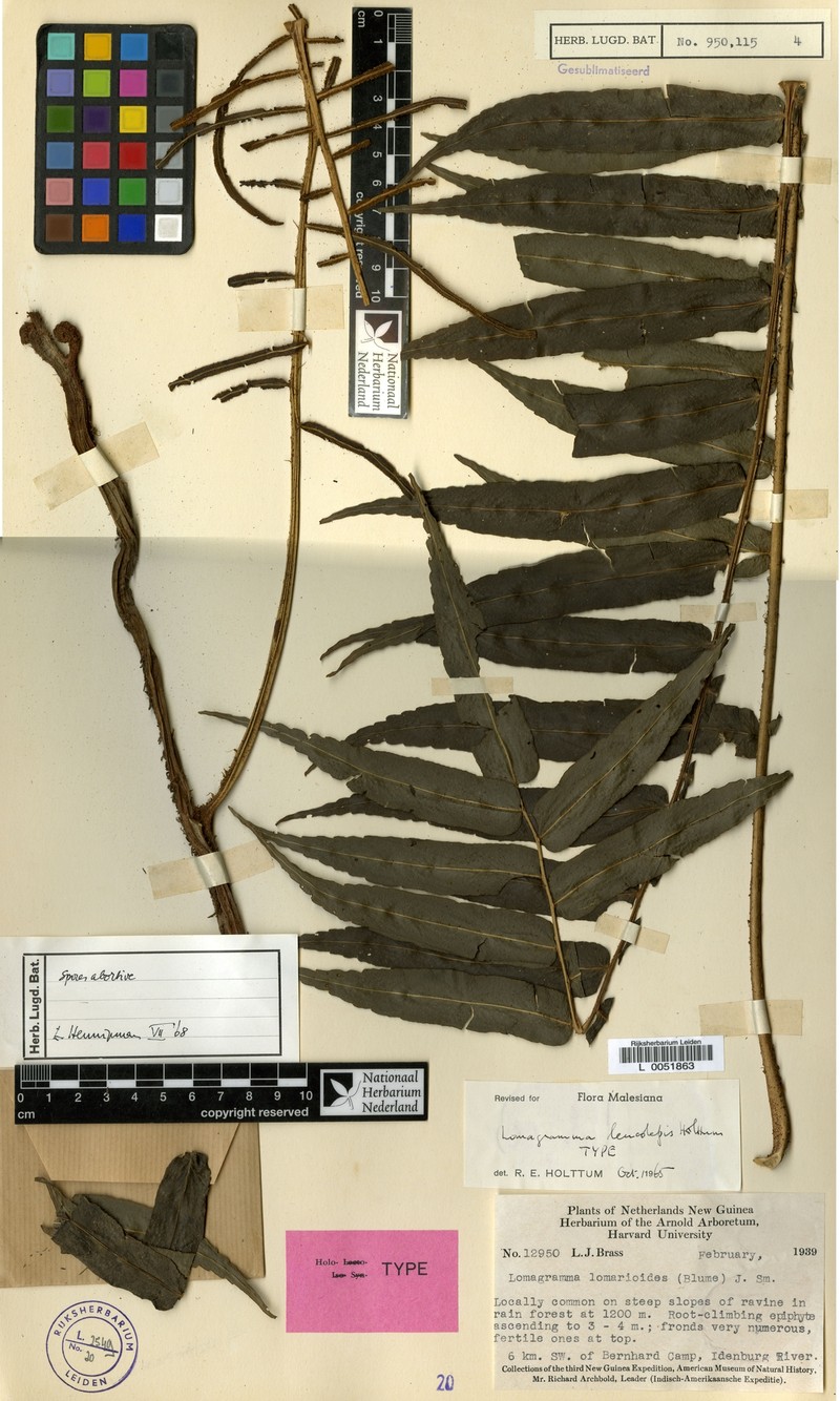 Lomagramma leucolepis photo 4