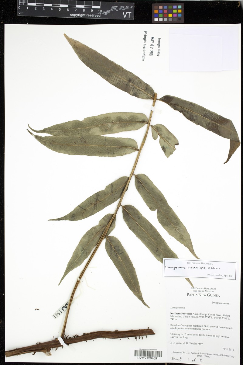 Lomagramma melanolepis