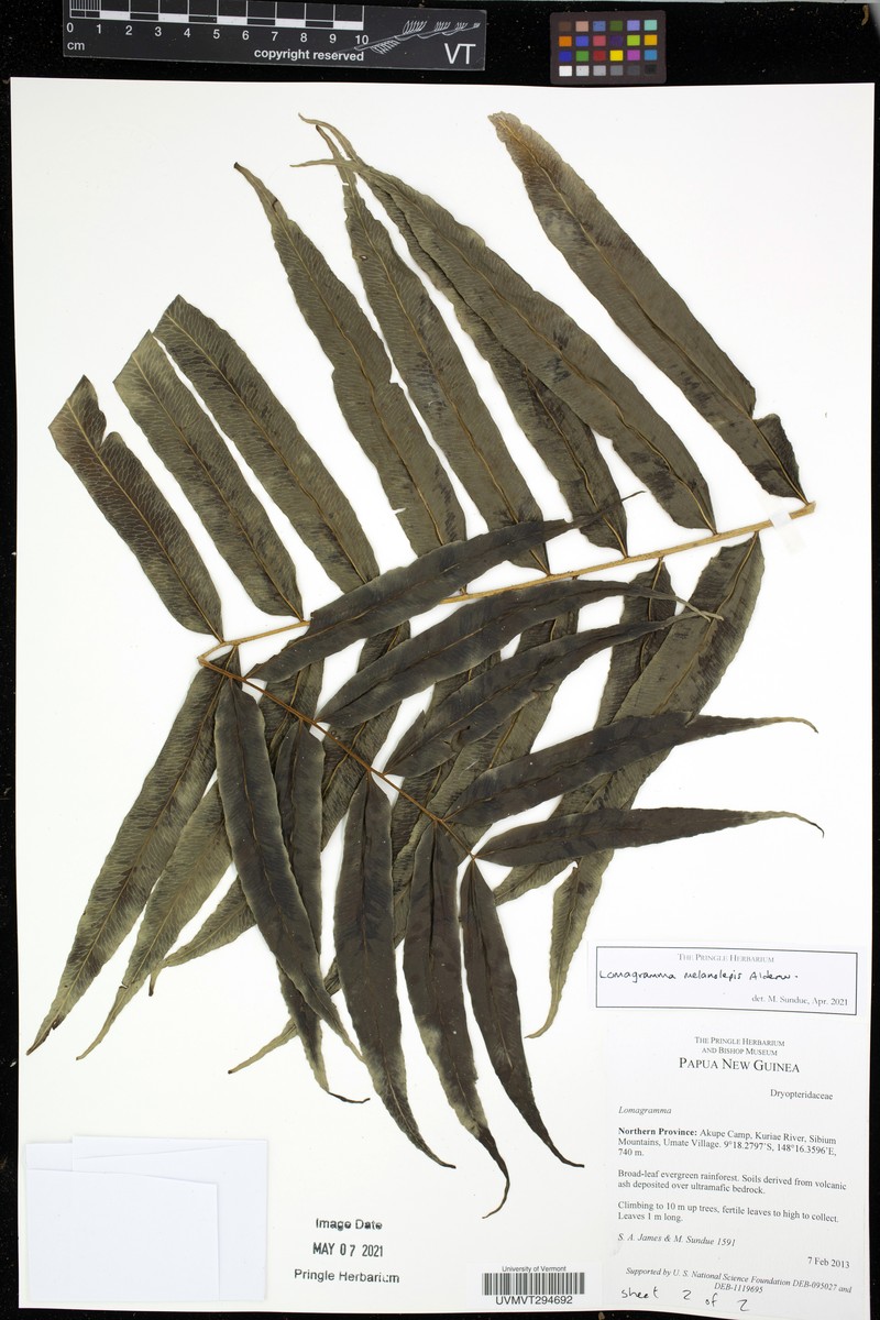 Lomagramma melanolepis photo 2