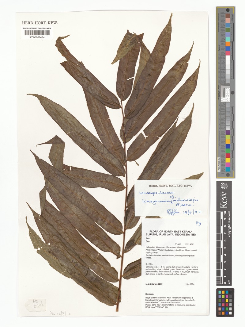 Lomagramma melanolepis photo 3