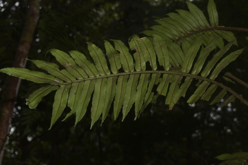 Lomagramma merrillii