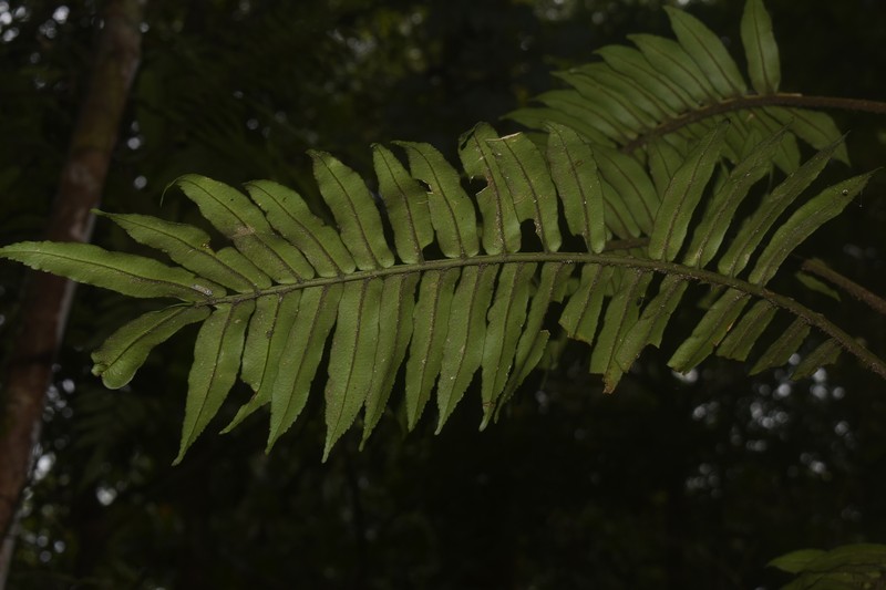 Lomagramma merrillii photo 2