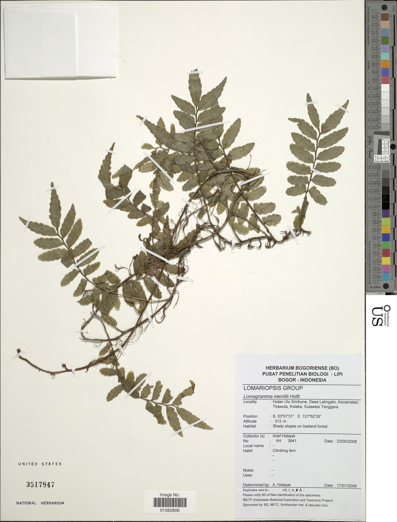 Lomagramma merrillii photo 3