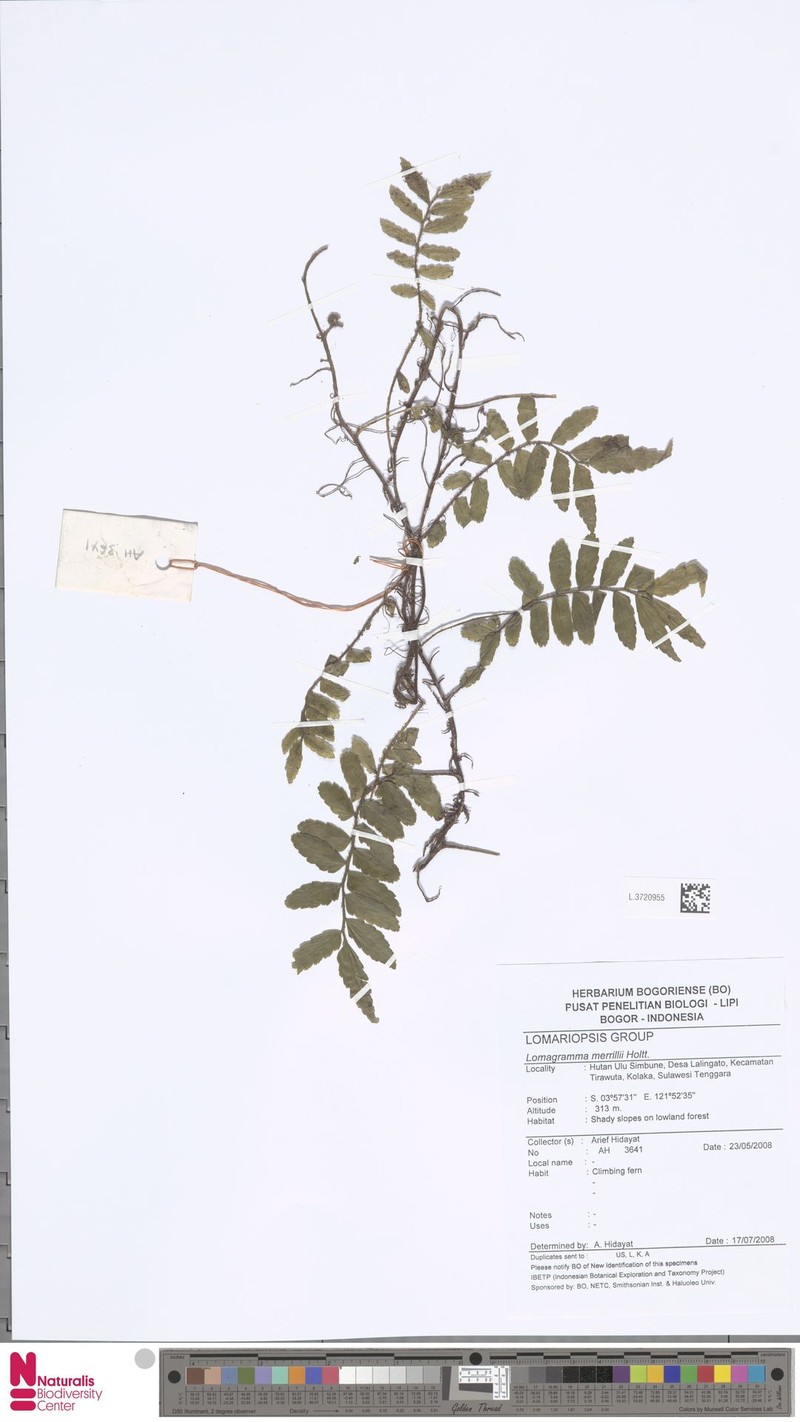 Lomagramma merrillii photo 4