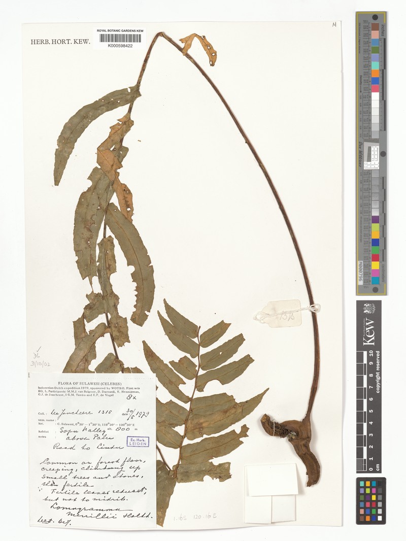 Lomagramma merrillii photo 5