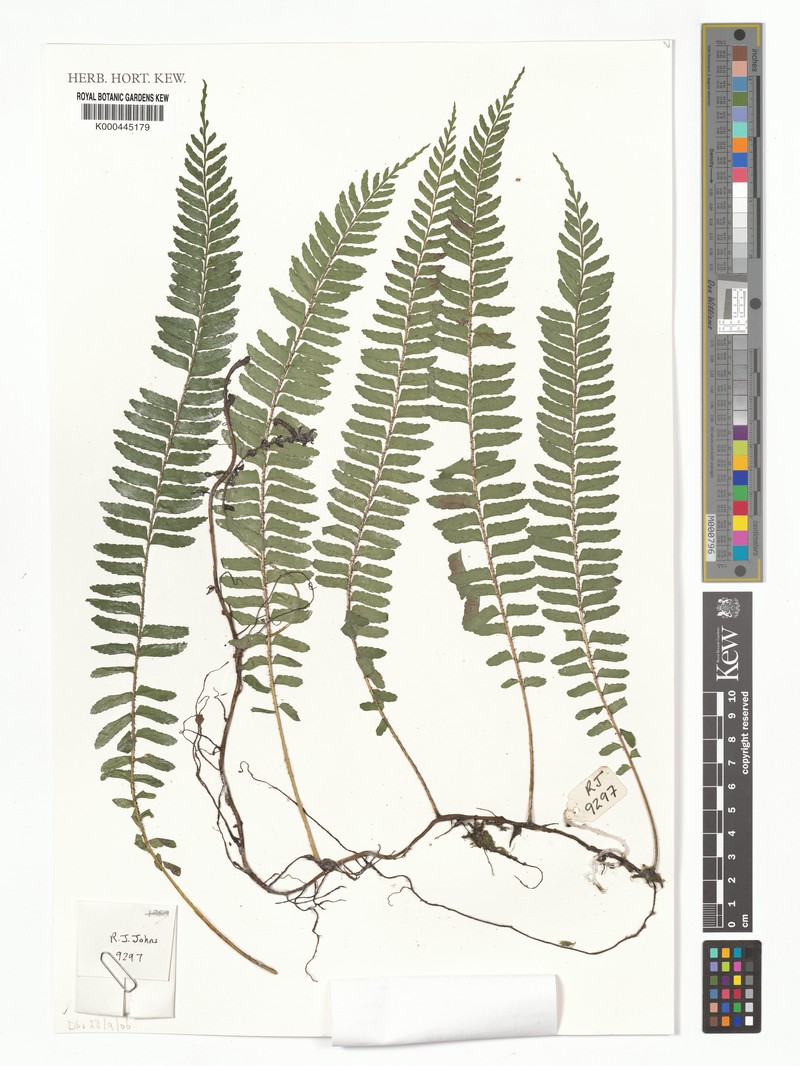 Lomagramma novoguineensis
