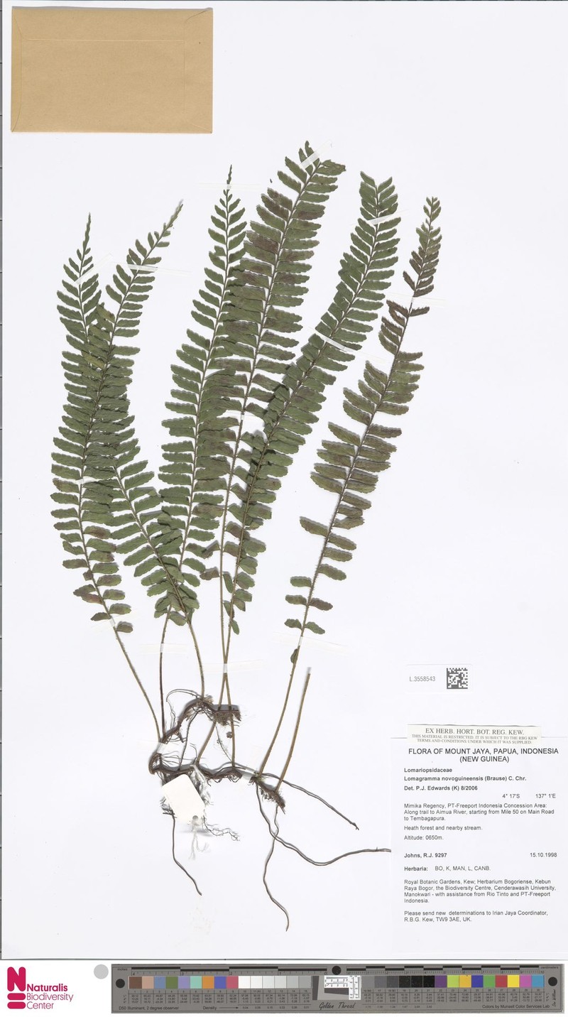 Lomagramma novoguineensis photo 2