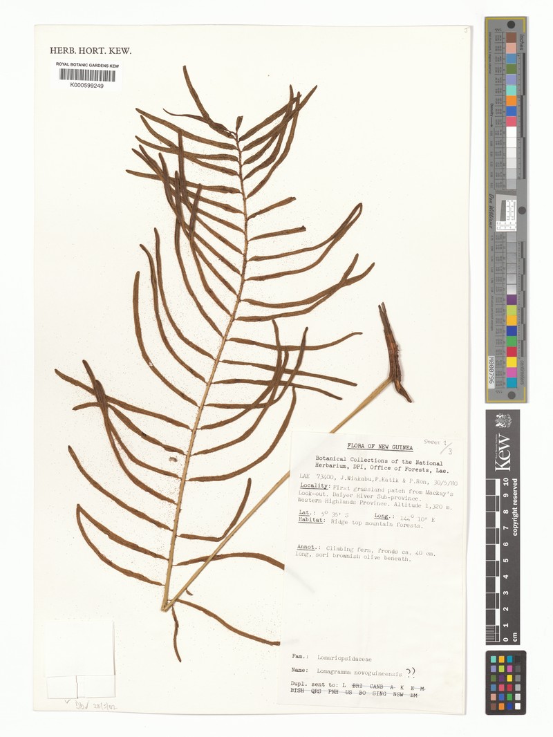 Lomagramma novoguineensis photo 3