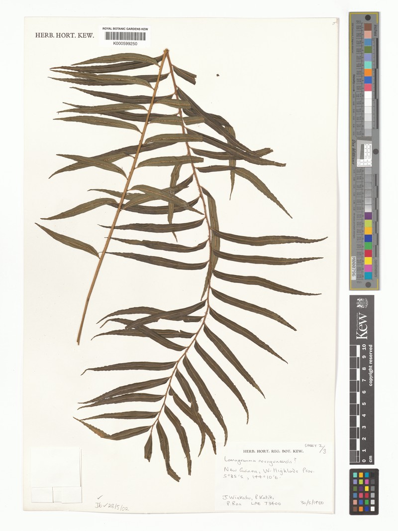 Lomagramma novoguineensis photo 4