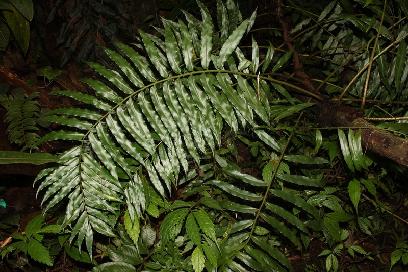 Lomagramma perakensis photo 2