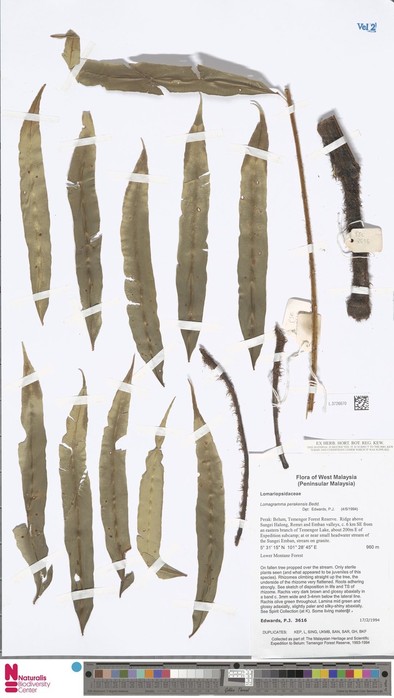 Lomagramma perakensis photo 4