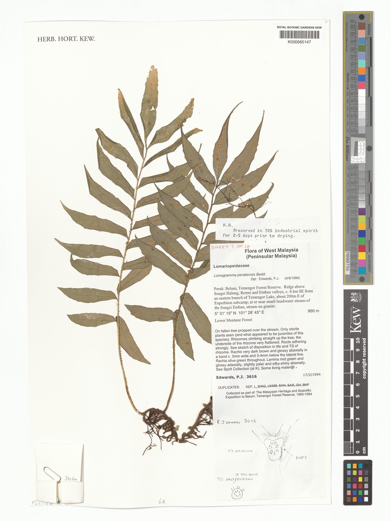 Lomagramma perakensis photo 5