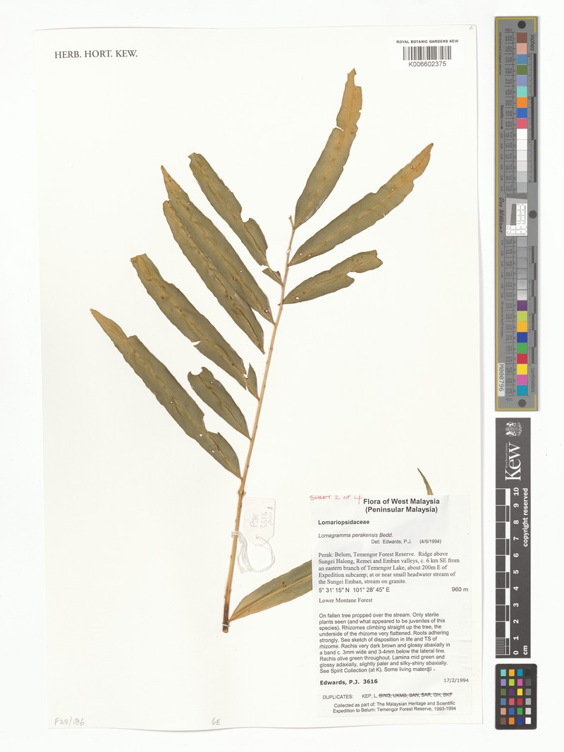 Lomagramma perakensis photo 6