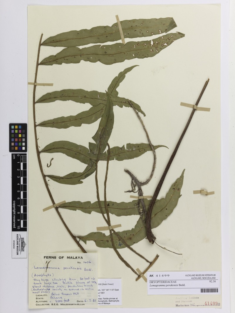 Lomagramma perakensis