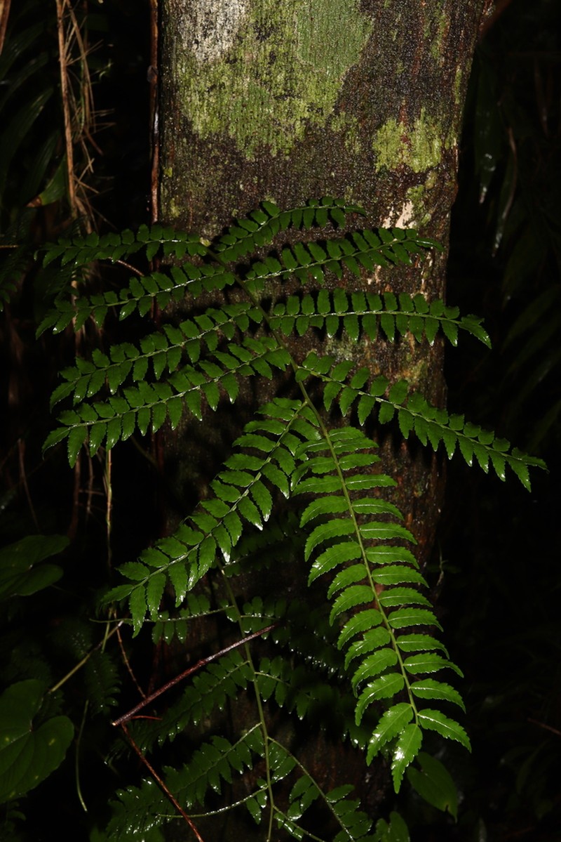 Lomagramma polyphylla