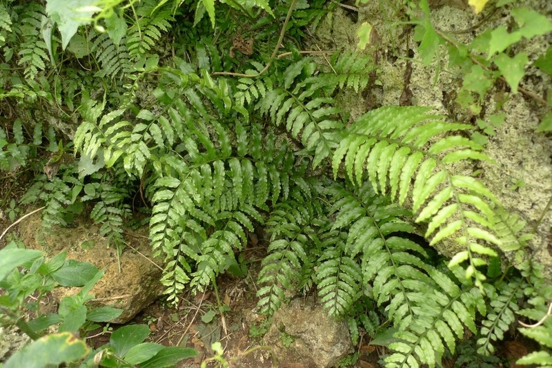 Lomagramma polyphylla photo 2