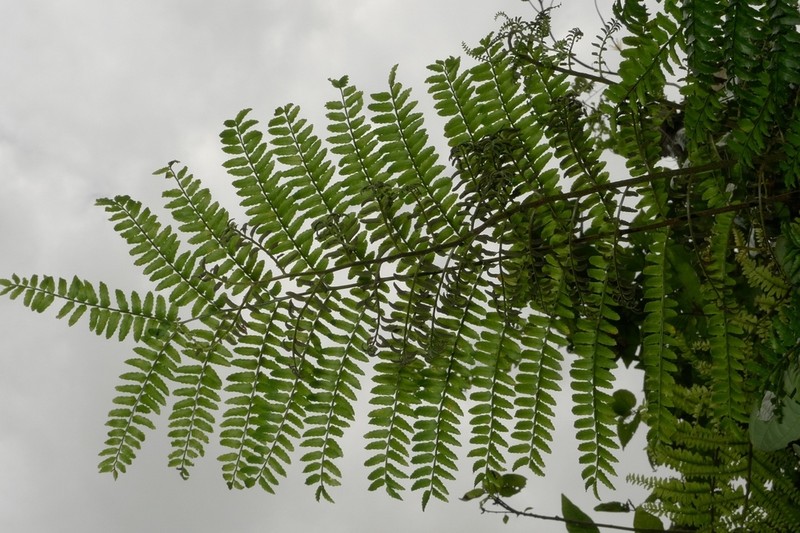 Lomagramma polyphylla photo 3