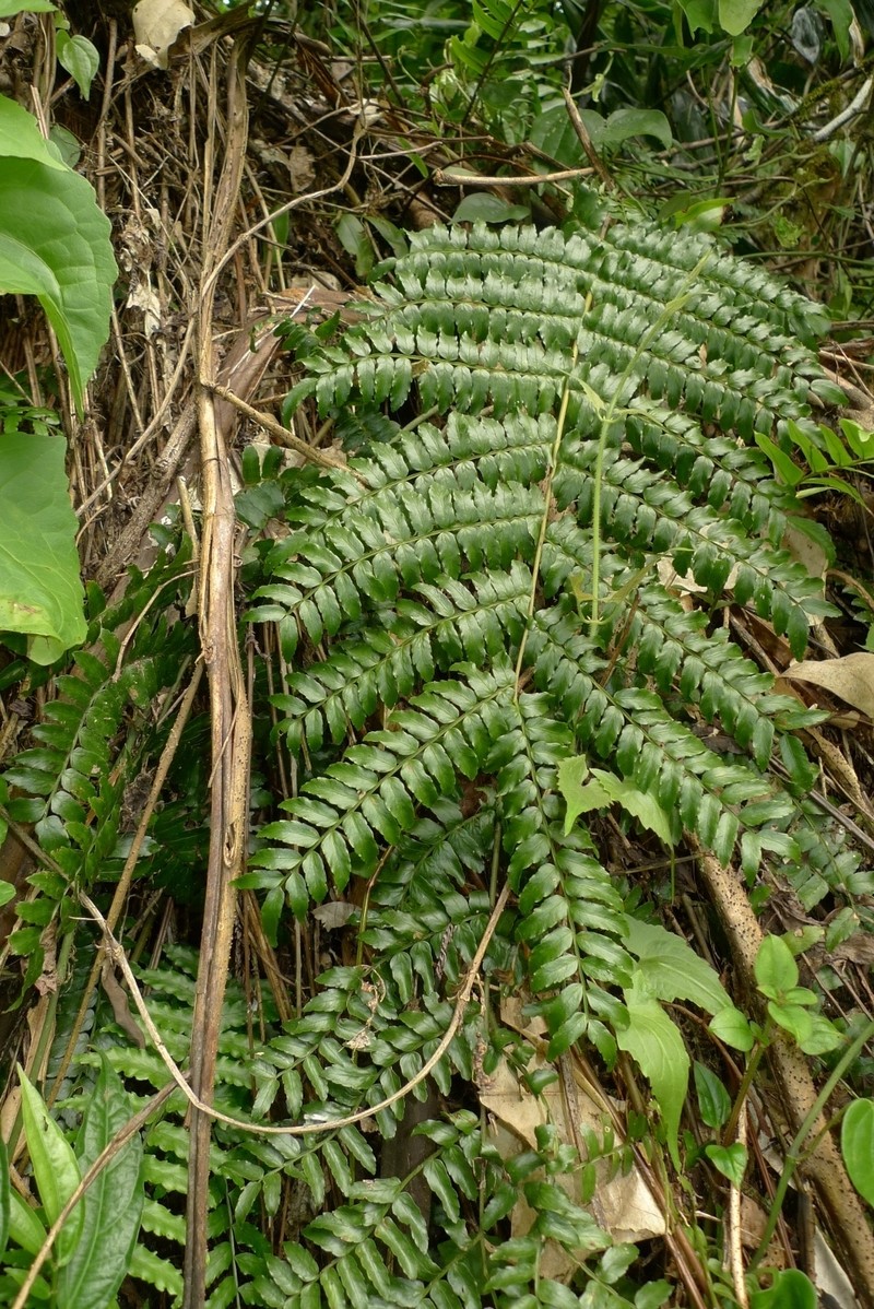 Lomagramma polyphylla photo 6