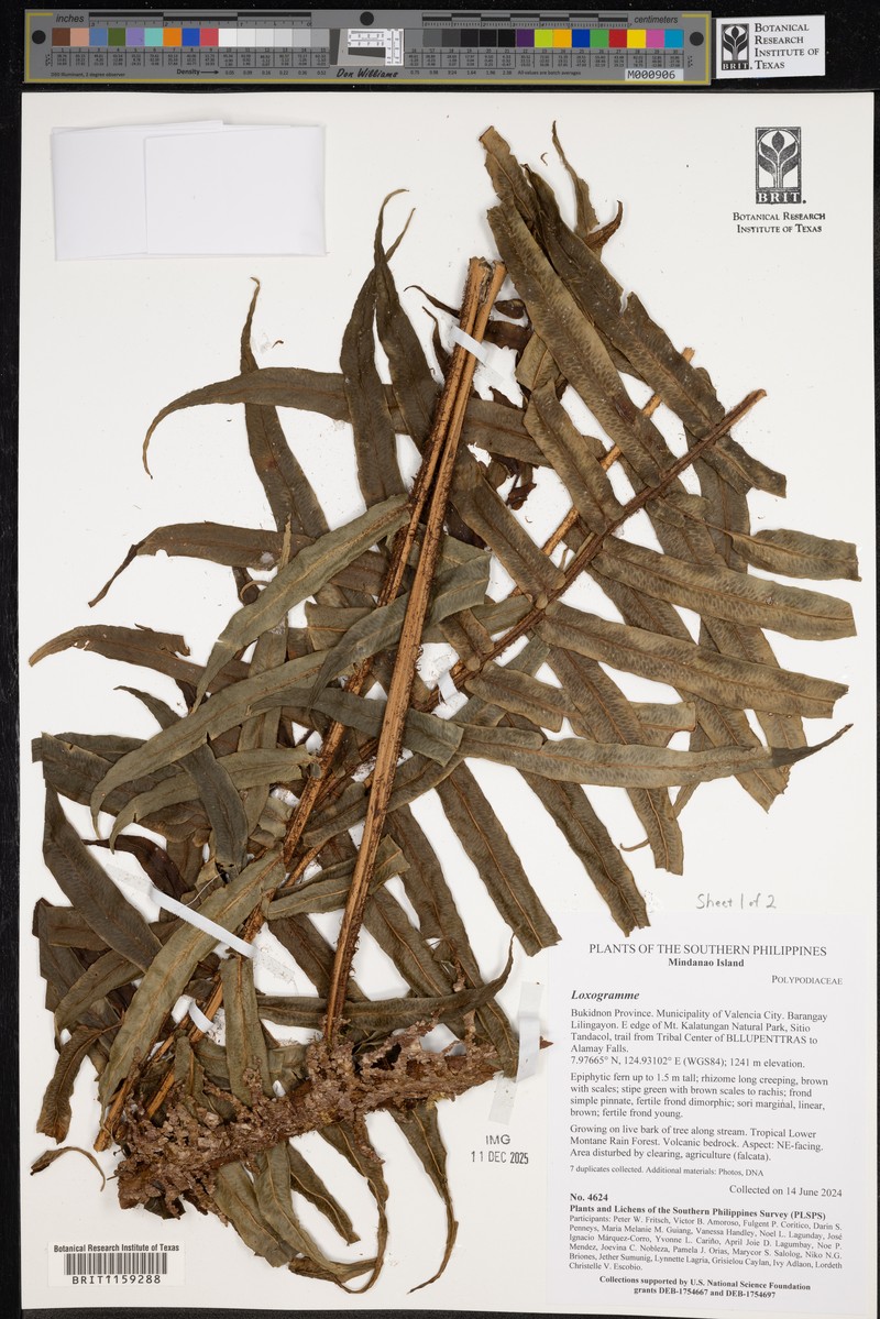 Lomagramma pteroides photo 2