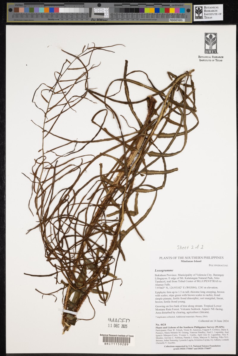 Lomagramma pteroides photo 3