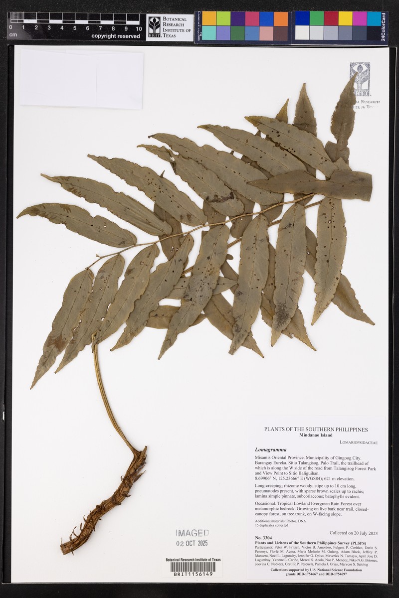 Lomagramma pteroides photo 4