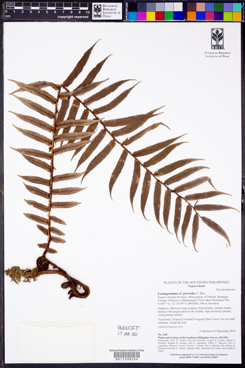 Lomagramma pteroides photo 5