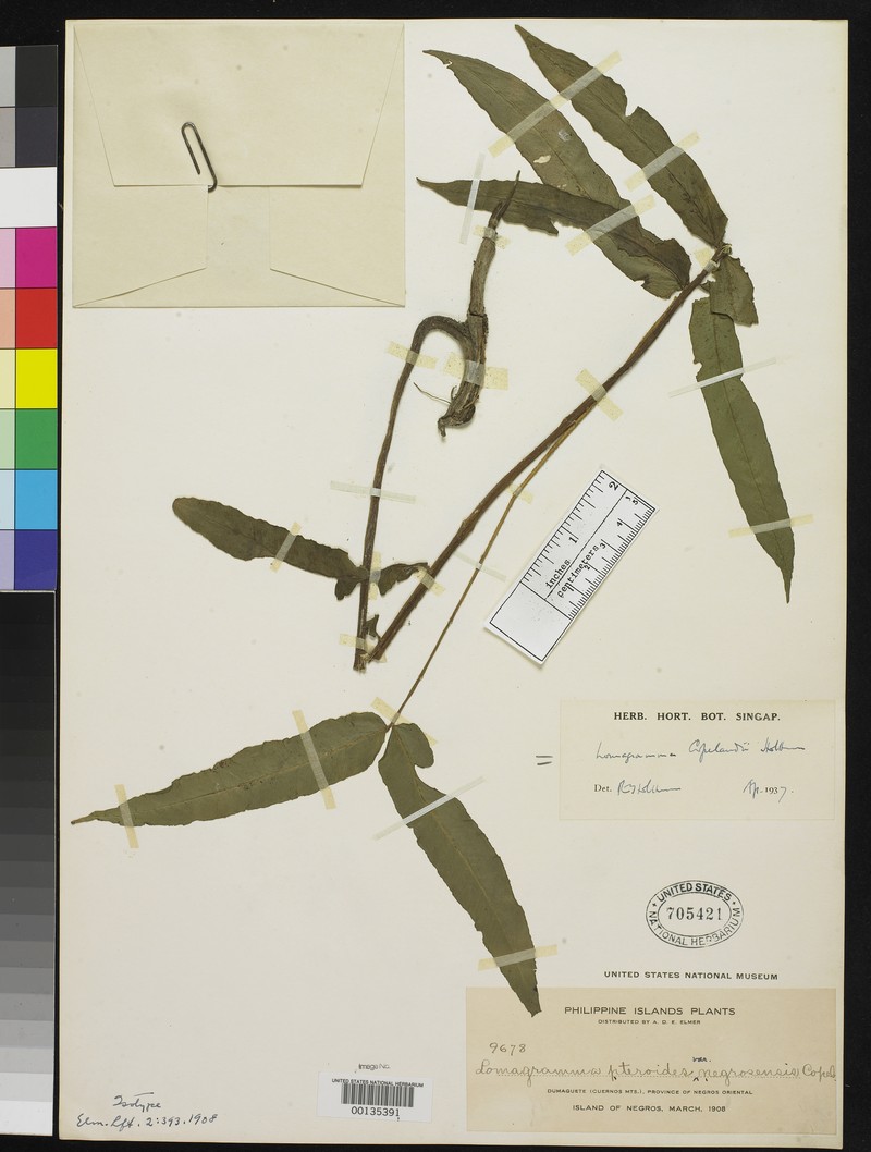 Lomagramma pteroides