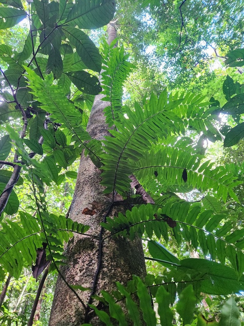 Lomagramma sinuata