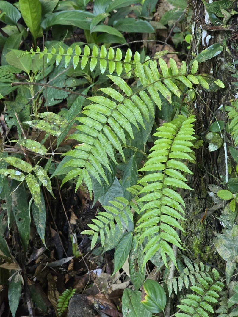 Lomagramma sinuata photo 2