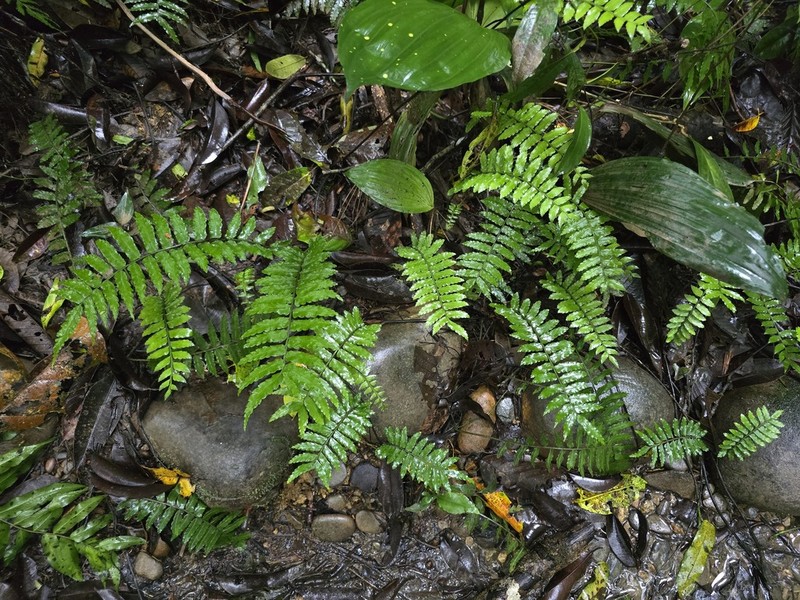 Lomagramma sinuata photo 3