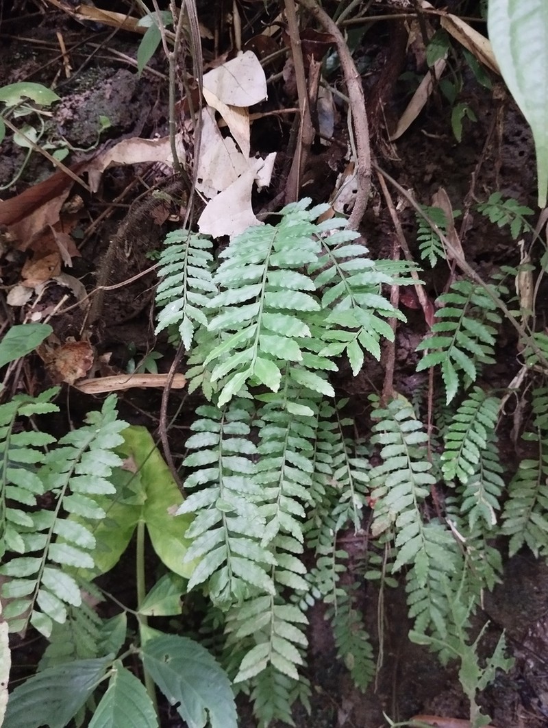 Lomagramma sinuata photo 4