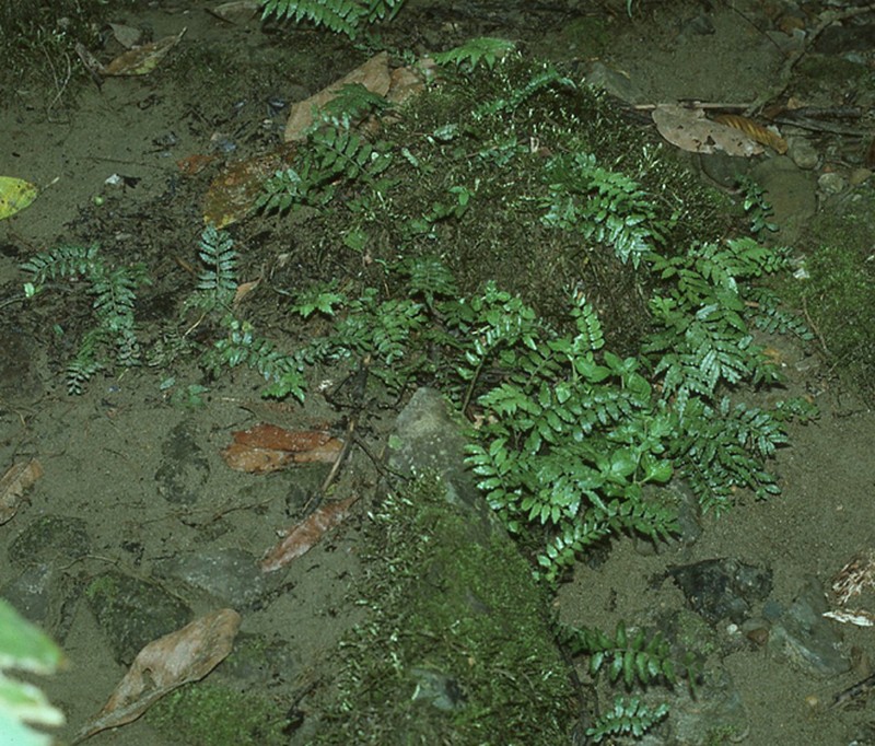 Lomagramma sinuata photo 5