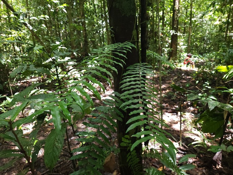 Lomagramma sinuata photo 6