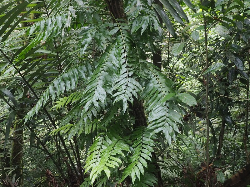 Lomagramma sinuata photo 7