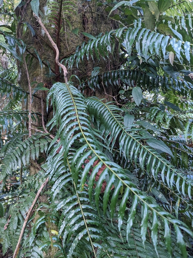Lomagramma sinuata photo 8