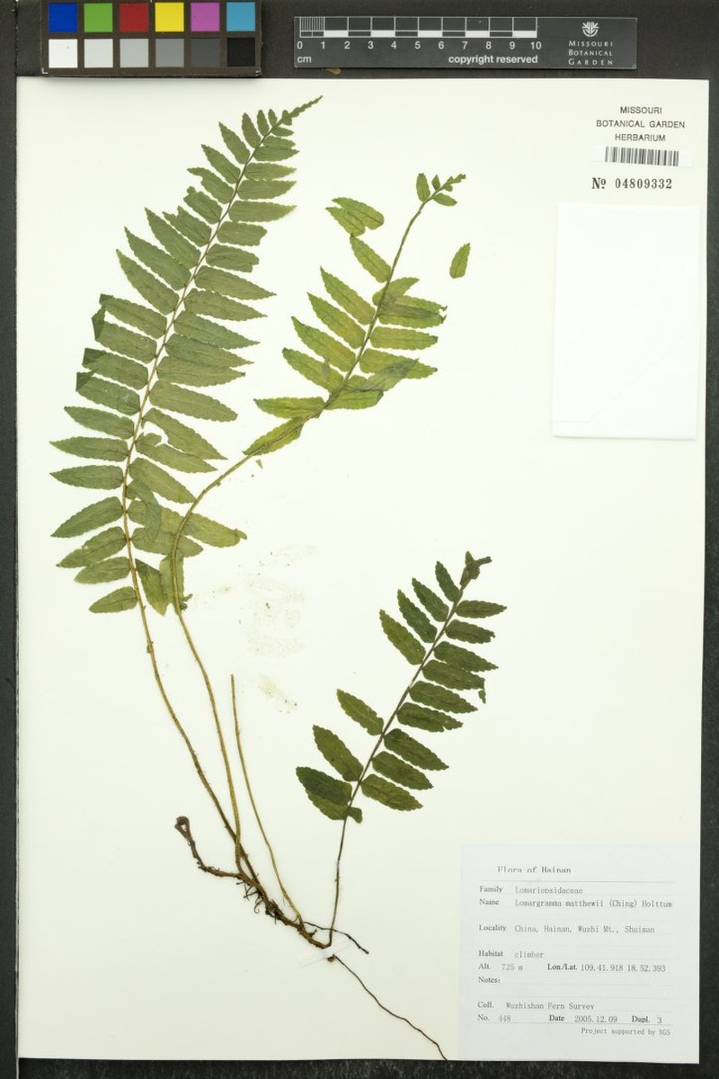 Lomagramma sorbifolia