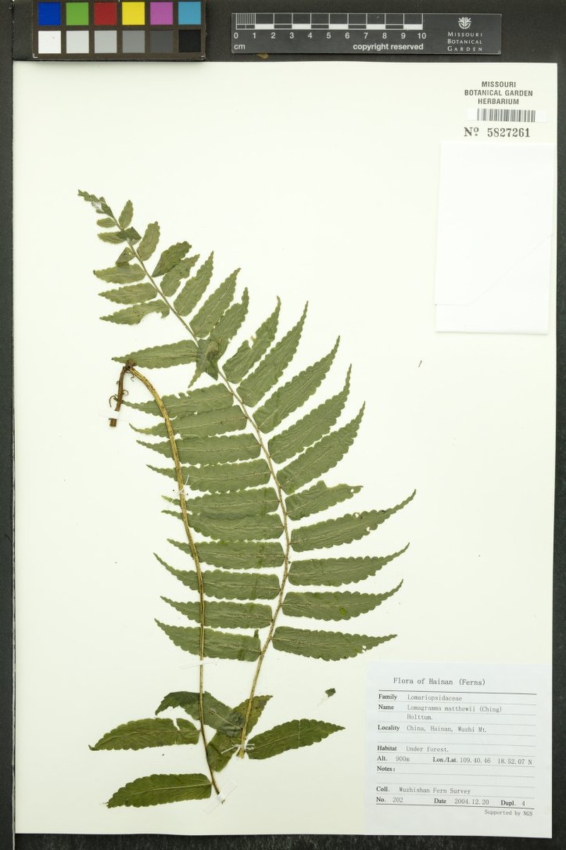 Lomagramma sorbifolia photo 2