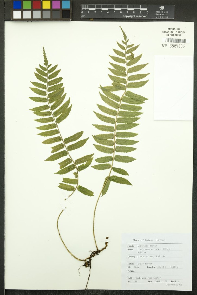 Lomagramma sorbifolia photo 3