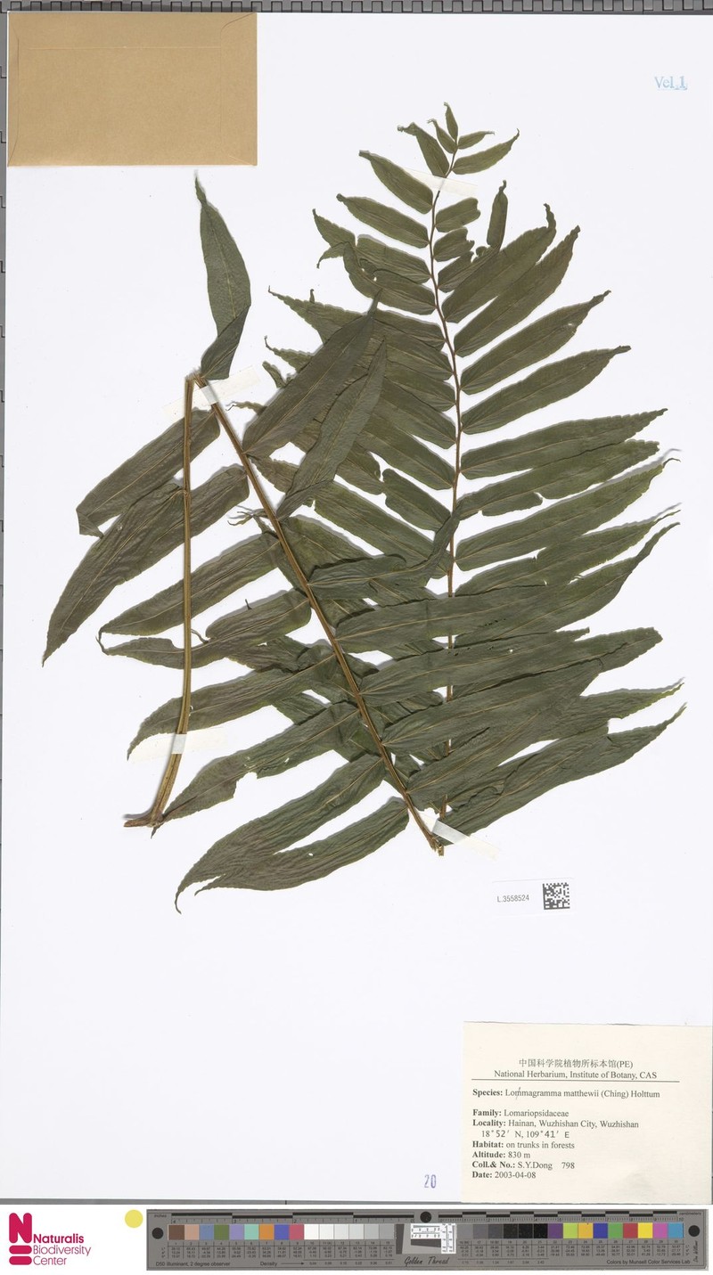 Lomagramma sorbifolia photo 4