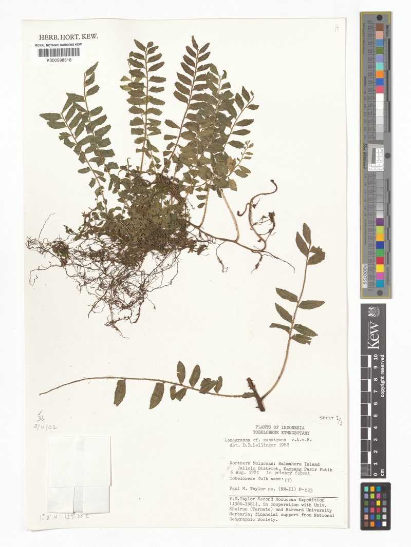 Lomagramma sumatrana photo 3
