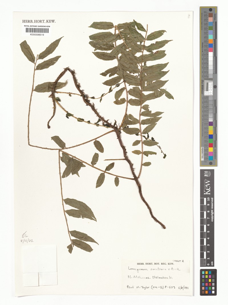Lomagramma sumatrana photo 4