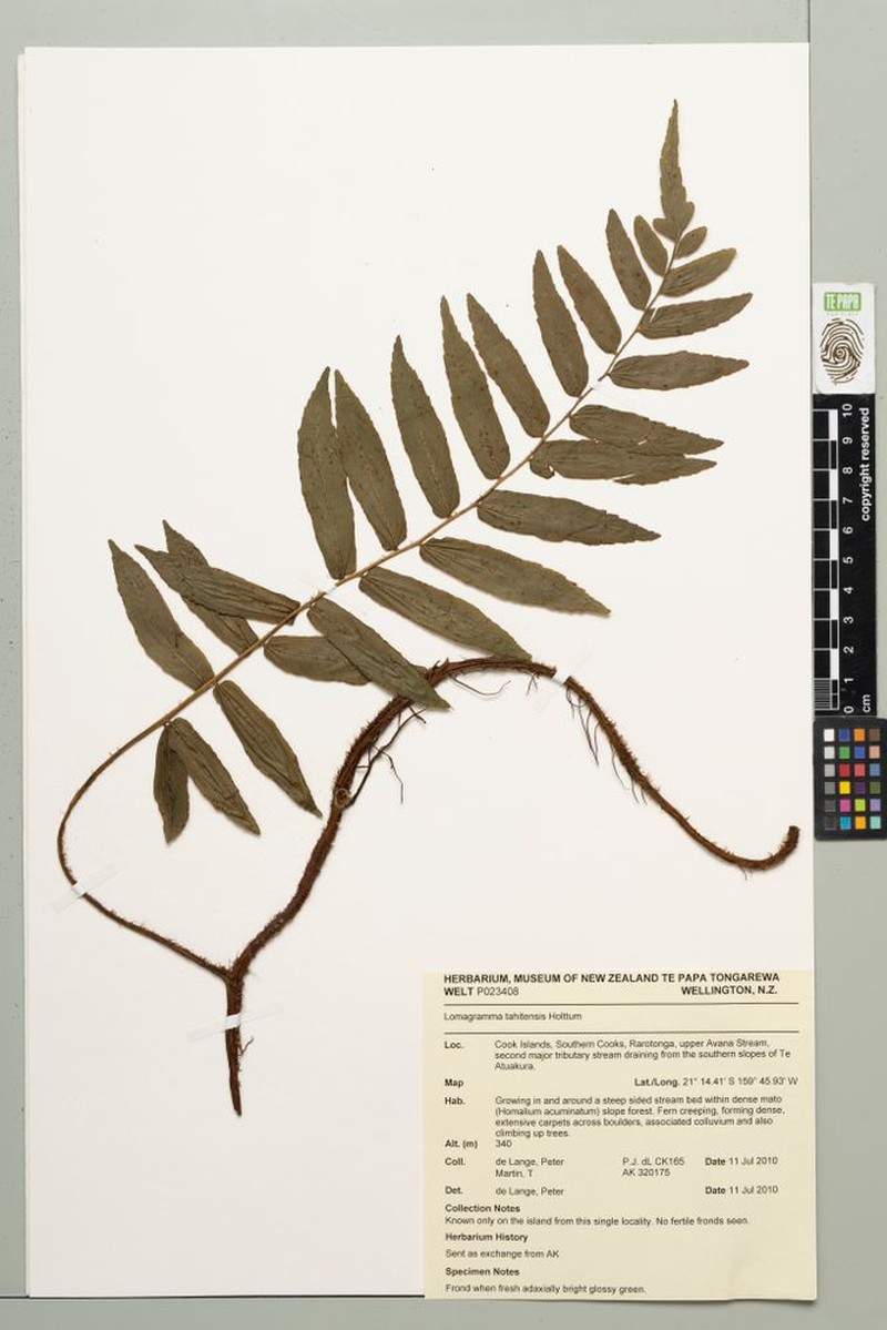 Lomagramma tahitensis