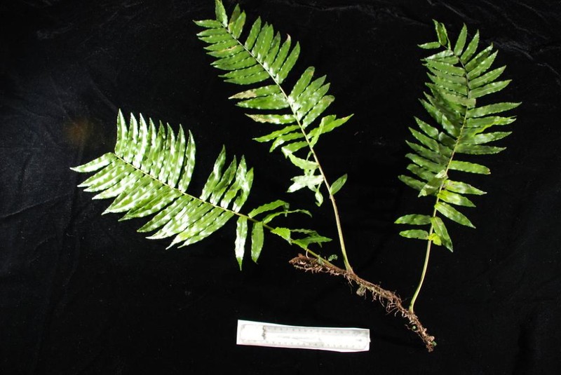 Lomagramma tahitensis photo 2