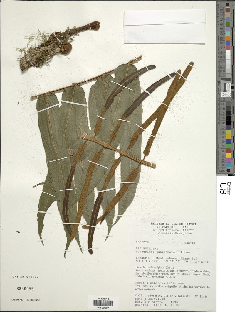 Lomagramma tahitensis photo 3