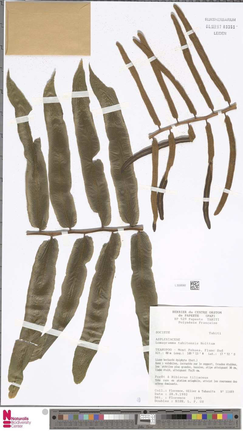 Lomagramma tahitensis photo 4