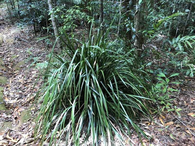 Lomandra altior photo 2